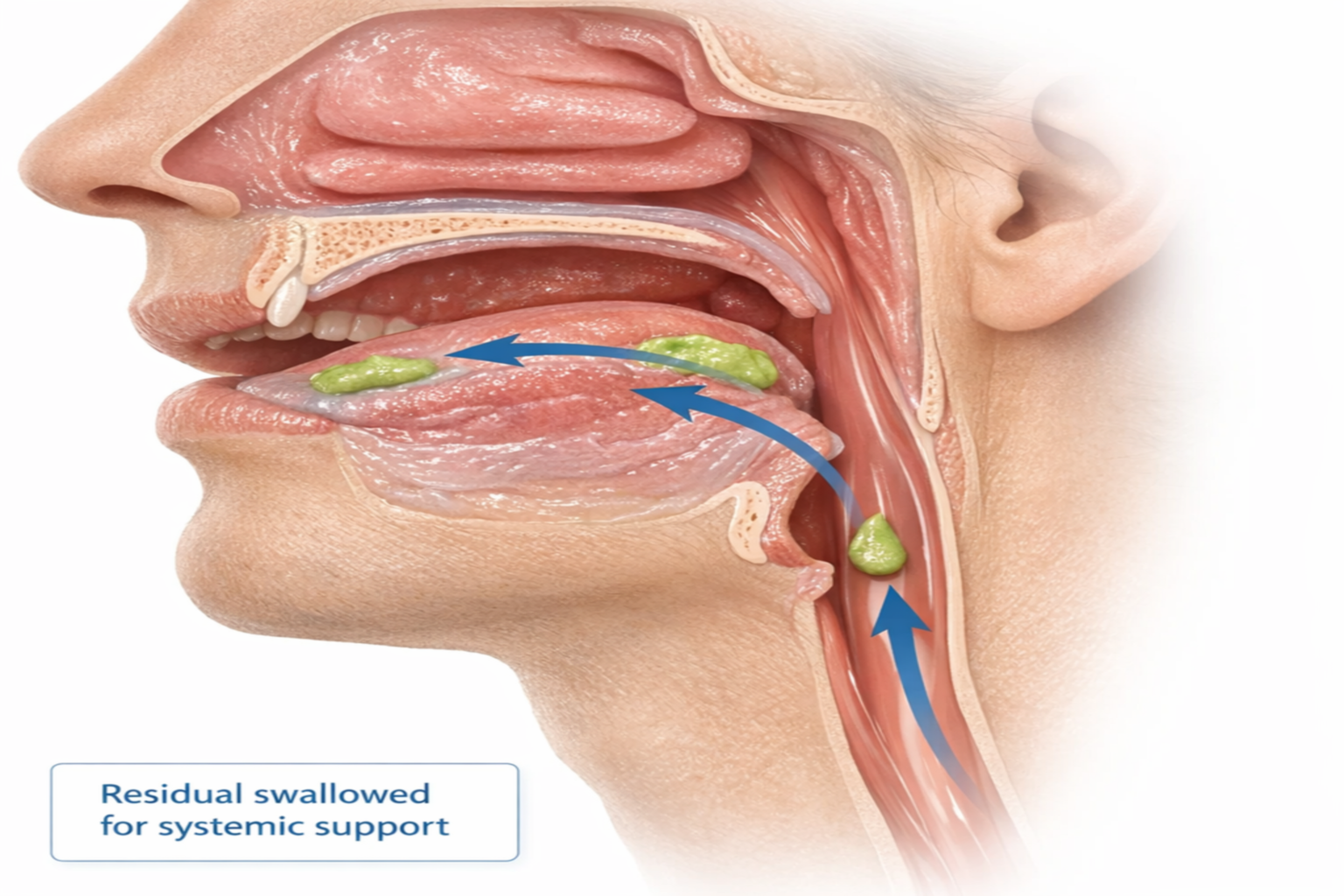 oral image resized 1536x1024